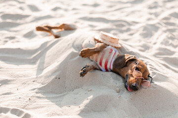 Dwarf dachshund in a striped dog jumpsuit, sunglasses and a straw hat is sunbathing on a sandy beach. Dog traveler, blogger, blogger-traveler. Dog likes to walk outdoors in the fresh air.