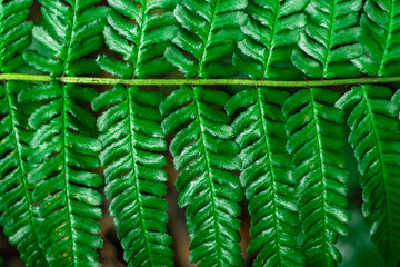 Paproć w deszczu  © Mariusz