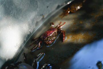 Close up of fresh field crab in water inside black plastic pond. 