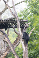 Amazing black bear are climbing in the forest and wants to play with his friend. Two bears are fighting ind the trees and trying to stay on the tree. Just wonderful animals.