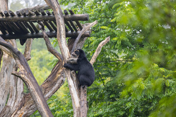 Amazing black bear are climbing in the forest and wants to play with his friend. Two bears are fighting ind the trees and trying to stay on the tree. Just wonderful animals.