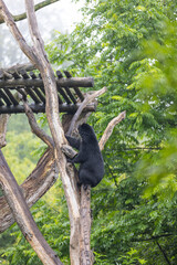Amazing black bear are climbing in the forest and wants to play with his friend. Two bears are fighting ind the trees and trying to stay on the tree. Just wonderful animals.