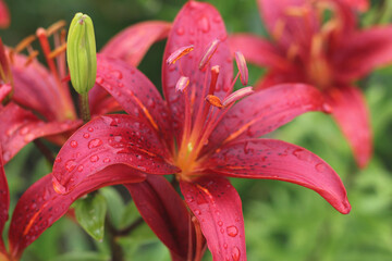 Lily flowers in bloom in the garden. Colorful summer background