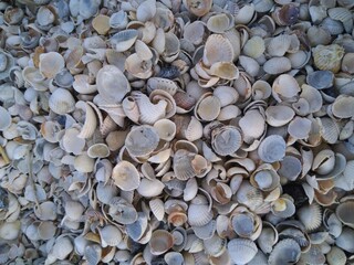 pebbles on the beach