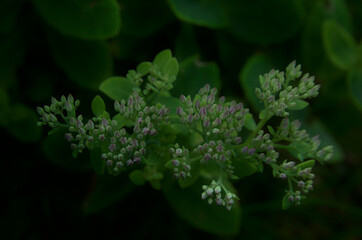 Hylotelephium - spectabile flowers green and pink buds