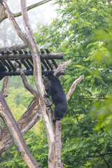 Amazing black bear are climbing in the forest and wants to play with his friend. Two bears are fighting ind the trees and trying to stay on the tree. Just wonderful animals.