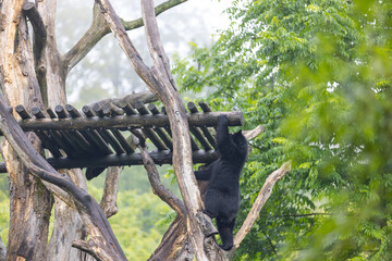 Amazing black bear are climbing in the forest and wants to play with his friend. Two bears are fighting ind the trees and trying to stay on the tree. Just wonderful animals.