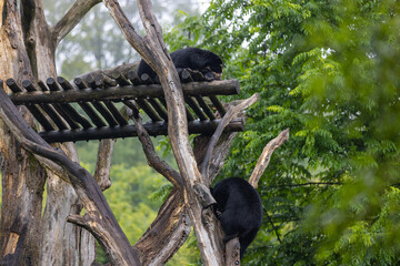 Amazing black bear are climbing in the forest and wants to play with his friend. Two bears are fighting ind the trees and trying to stay on the tree. Just wonderful animals.