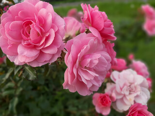 Fototapeta premium Pink roses