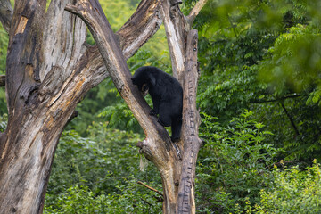 Amazing black bear are climbing in the forest and wants to play with his friend. Two bears are fighting ind the trees and trying to stay on the tree. Just wonderful animals.