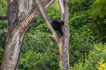 Amazing black bear are climbing in the forest and wants to play with his friend. Two bears are fighting ind the trees and trying to stay on the tree. Just wonderful animals.