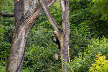 Amazing black bear are climbing in the forest and wants to play with his friend. Two bears are fighting ind the trees and trying to stay on the tree. Just wonderful animals.
