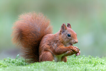 Naklejka na ściany i meble Eurasian red squirrel (Sciurus vulgaris) eating a walnut in the forest of Noord Brabant in the Netherlands. 