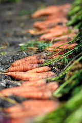 Fresh carrots. Pile of fresh ripe carrots on field. Organic farming.