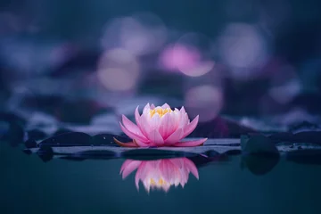 Foto op Plexiglas Roze lotusbloem op blauwe achtergrond © Marc Andreu