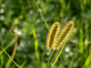 西日に輝くエノコログサ