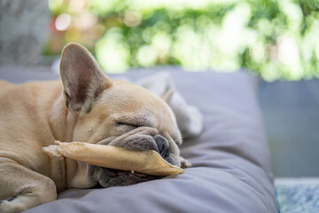 Funny sleeping french bulldog with rawhide bone in mouth.