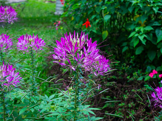 Cleome