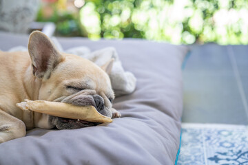Cute French bulldog lying on dog mat indoor.
