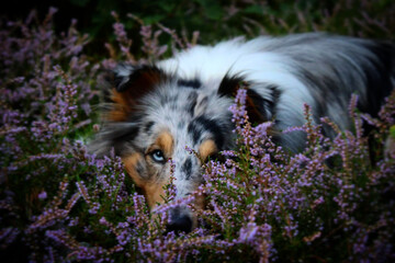 dog with flower