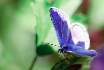 Blue butterfly on a flower