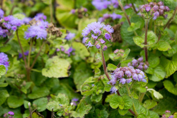 Purple garden flowers in the park