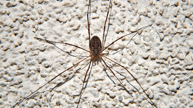 An animal, an arachnid called Kosarz, warming in the rays of the sun on the wall of a building in the town of Fasty in Podlasie, Poland.