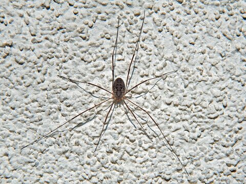 An animal, an arachnid called Kosarz, warming in the rays of the sun on the wall of a building in the town of Fasty in Podlasie, Poland.