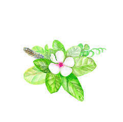 watercolor flower combination with green leaves with white flower, wheat ear,
isolated on white background,for design or decoration