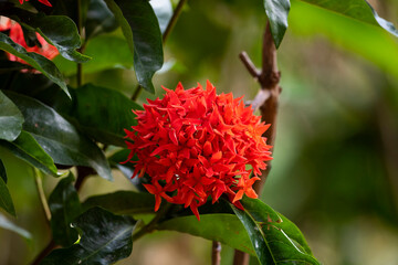 Red Ixora