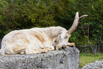Lying and resting goat, Samegrelo, Georgia. 
