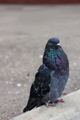 pigeon in the city