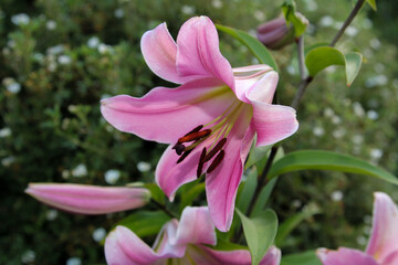 Fototapeta premium pink and white flower