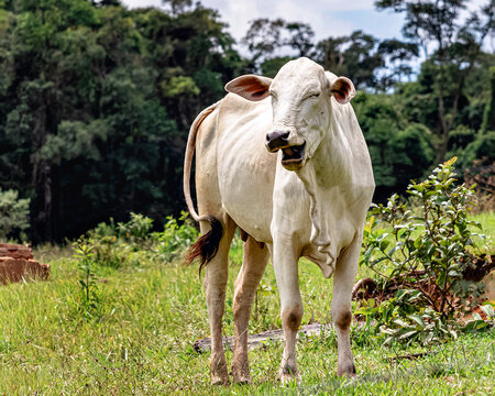 Vaca branca com express&atilde;o sorridente