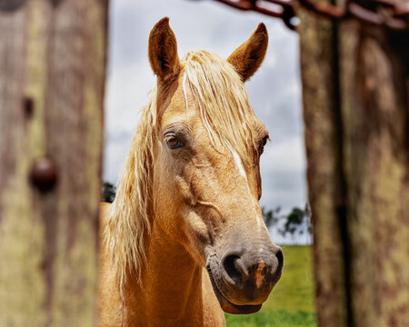 Close de um cavalo marrom com crina loira olhando com express&atilde;o tranquila para o espectador