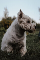 westie