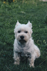 west highland white terrier