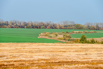 Fototapeta premium Field with mowed grass to the horizon connects with a green field of winter crops, autumn day in the field