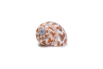 Beautiful sea shell
