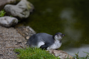 A young penguin is swimming through the water and then walking to the land and looking for his friends where they are. Amazing cute penguins are just relaxing to watch them play.