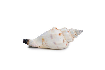 Beautiful sea shell