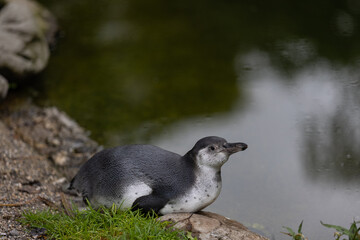 A young penguin is swimming through the water and then walking to the land and looking for his friends where they are. Amazing cute penguins are just relaxing to watch them play.