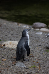 A young penguin is swimming through the water and then walking to the land and looking for his friends where they are. Amazing cute penguins are just relaxing to watch them play.