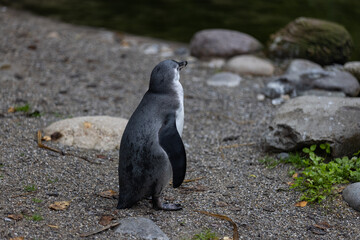 A young penguin is swimming through the water and then walking to the land and looking for his friends where they are. Amazing cute penguins are just relaxing to watch them play.