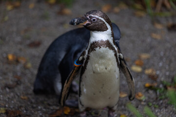 Naklejka premium Some really cute penguins are playing together and walking through the park. A wonderful penguin-family looking to each other and search some food.