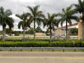 Palm Trees on the street