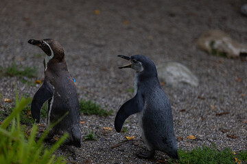 Some really cute penguins are playing together and walking through the park. A wonderful penguin-family looking to each other and search some food.