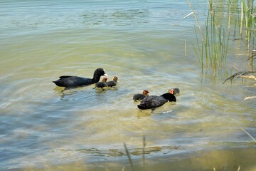 ducks family on the lake
