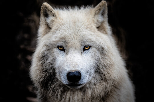 Wolf Portrait with orange Eyes Fantasy