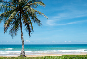 coconut tree sky clouds blue sea